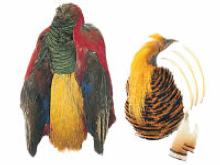 Veniards Golden Pheasant Fly Tying Feathers