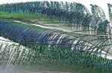 Veniards Fly Tying Peacock Sword Tails